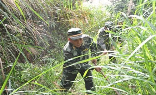 最美務林人│大田桃源林場出了位全國職工職業道德標兵 營林
