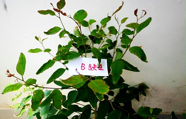 桉樹(shù)出現(xiàn)紅葉分叉怎么辦？廣西營(yíng)林營(yíng)養(yǎng)失衡診斷與肥料廠(chǎng)家選擇指南